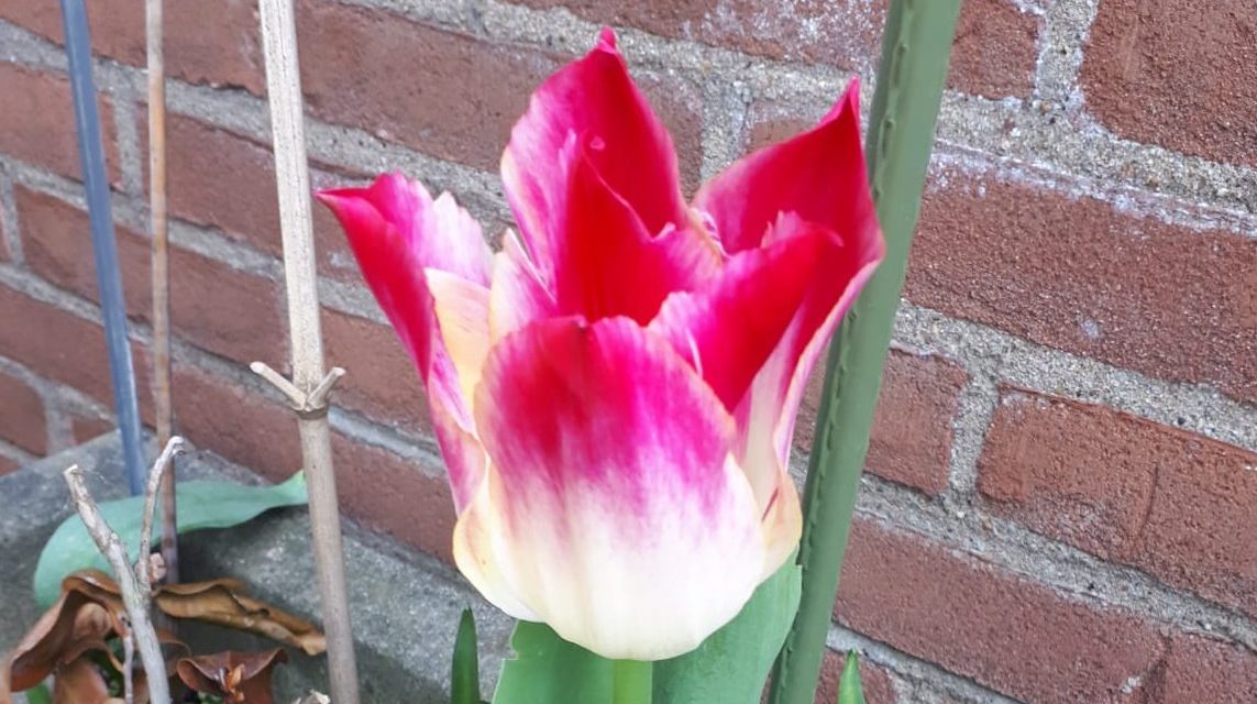 Du betrachtest gerade Tulpengrüße aus Sinnersdorf