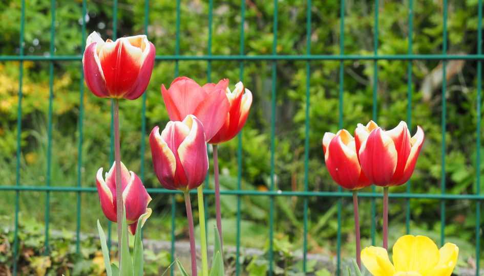 Du betrachtest gerade Frühling ist neues Leben